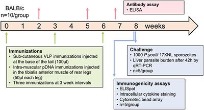 Chimeric Murine Polyomavirus Virus-Like Particles Induce Plasmodium Antigen-Specific CD8+ T Cell and Antibody Responses